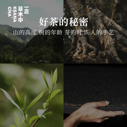 【余额100%全返】寻茶中国·风味盒子61g/盒 | 十五口味 商品图4