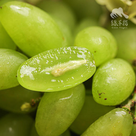 有机葡萄 | 合作生产 * Organic Grapes | Partner Production 商品图2