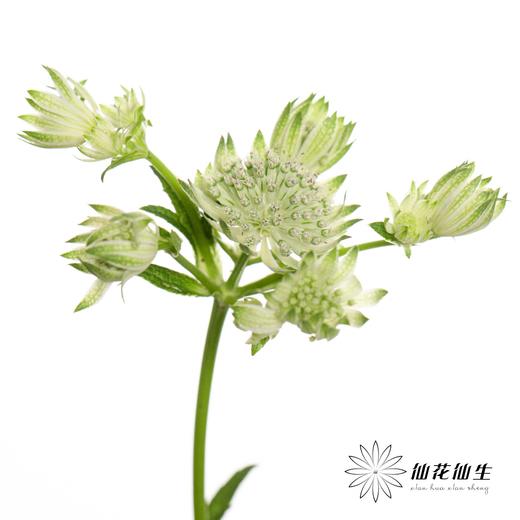 配花 | 星芹白 商品图3