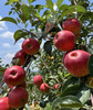 有机糖心苹果🍎精品礼盒4斤装 商品缩略图2