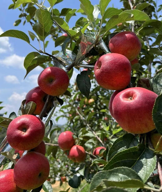 有机糖心苹果🍎精品礼盒4斤装 商品图2