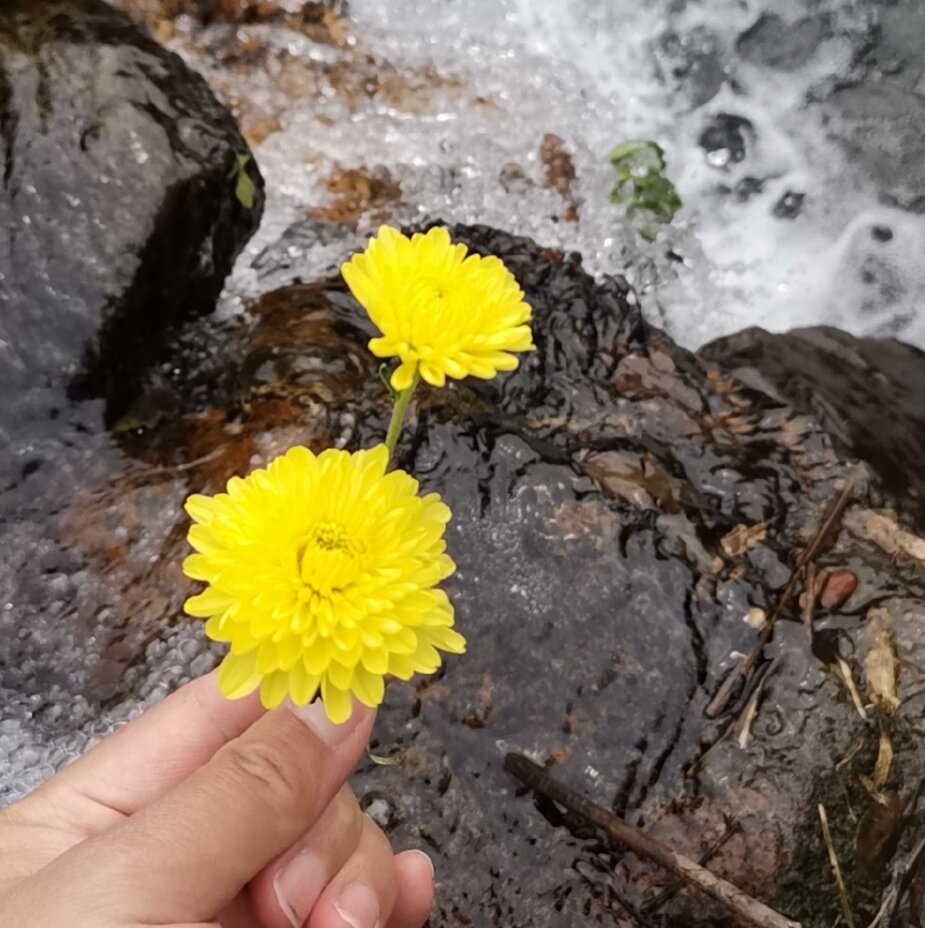 婺康源有机皇菊