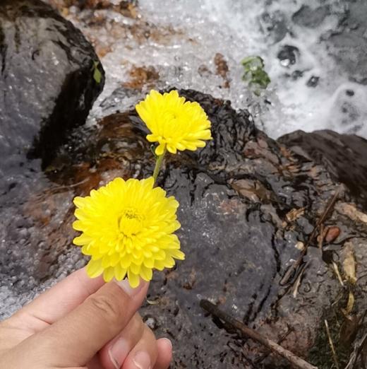 婺康源有机皇菊 商品图0