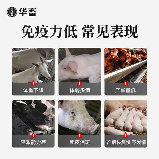 华畜氨基酸多维葡萄糖粉畜禽猪牛羊抗应激养殖鸡鸭鹅饲料添加剂 商品图1