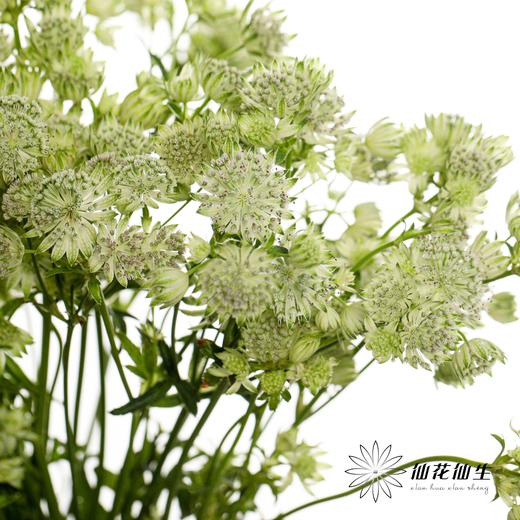 配花 | 星芹白 商品图0