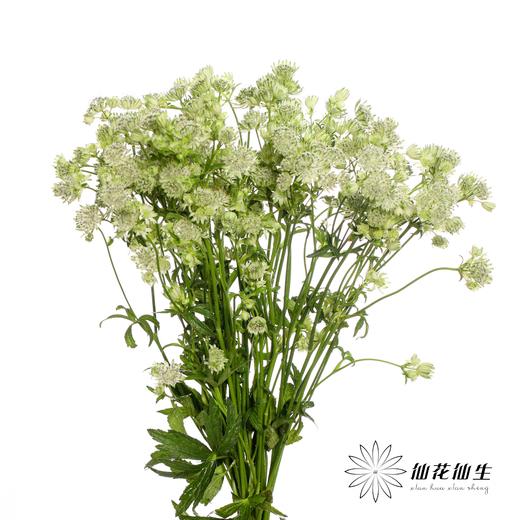 配花 | 星芹白 商品图1