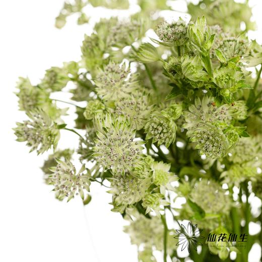 配花 | 星芹白 商品图2