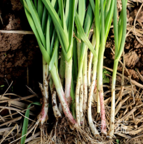 蒜苗(500g)|情圆自产|鲜嫩爽口|绿色新鲜