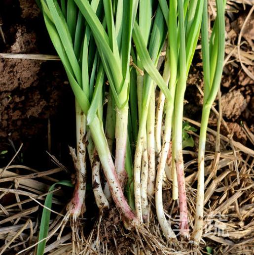 蒜苗(500g)|情圆自产|鲜嫩爽口|绿色新鲜 商品图0