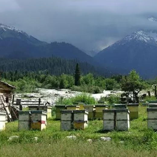 天山花开蜂蜜250*4礼盒 商品图5