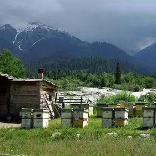 天山花开蜂蜜500g 商品图5