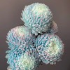 配花-牡丹菊-5枝 商品缩略图1