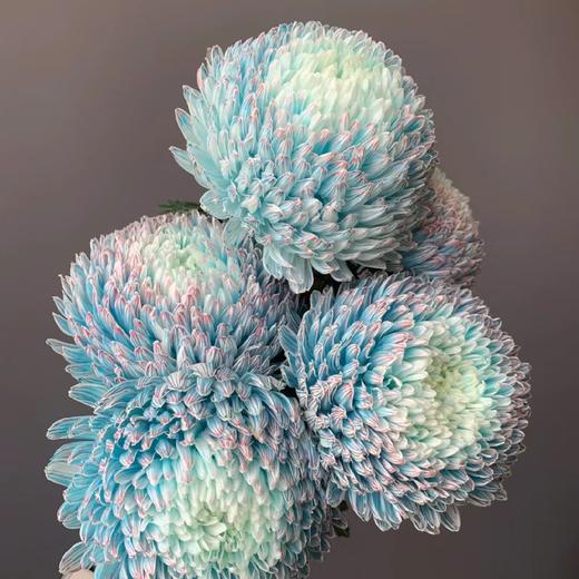 配花-牡丹菊-5枝 商品图1
