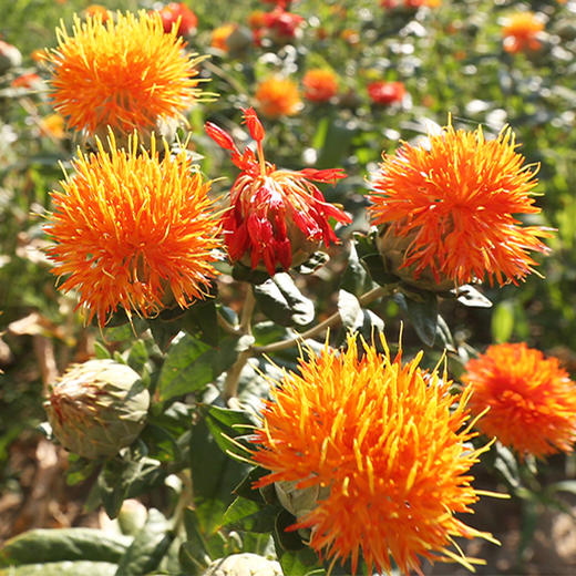 富裕明间红花籽油500ml*2 商品图1