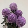 配花-牡丹菊-5枝 商品缩略图2
