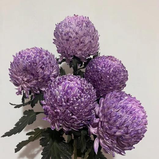 配花-牡丹菊-5枝 商品图2