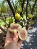 周五取货：【黄金无花果】一篮1.5斤左右，浓甜，淡香，营养丰富！ 商品缩略图1
