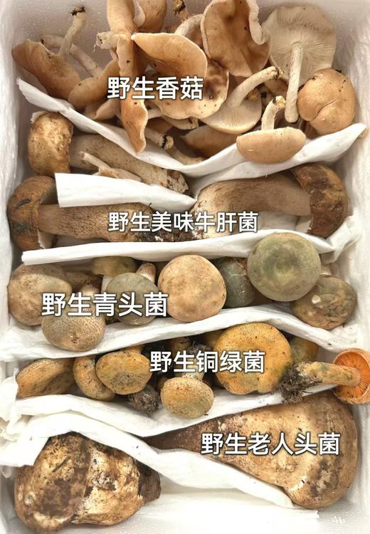 【云南新鲜野生菌 什锦套装】 营养丰富  鲜掉眉毛 千万别错过  600克/份 商品图2