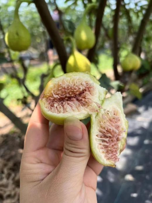 周五取货：【黄金无花果】一篮1.5斤左右，浓甜，淡香，营养丰富！ 商品图0