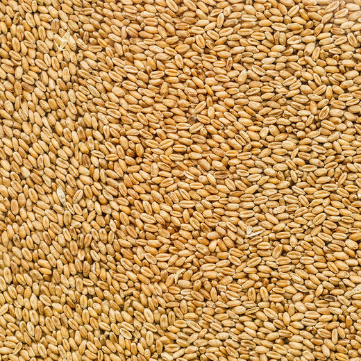 绿洲果实有机葵花籽油5L 商品图5