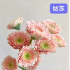 非洲菊.姑苏 商品缩略图1