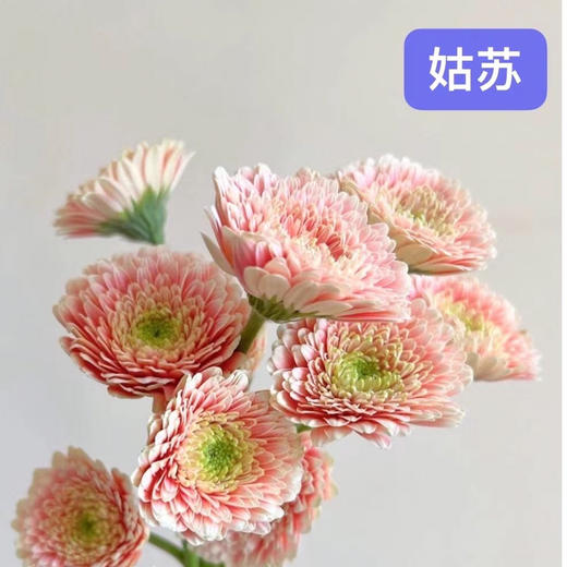 非洲菊.姑苏 商品图1
