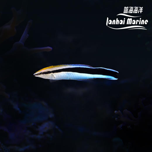 医生/飘飘 商品图0