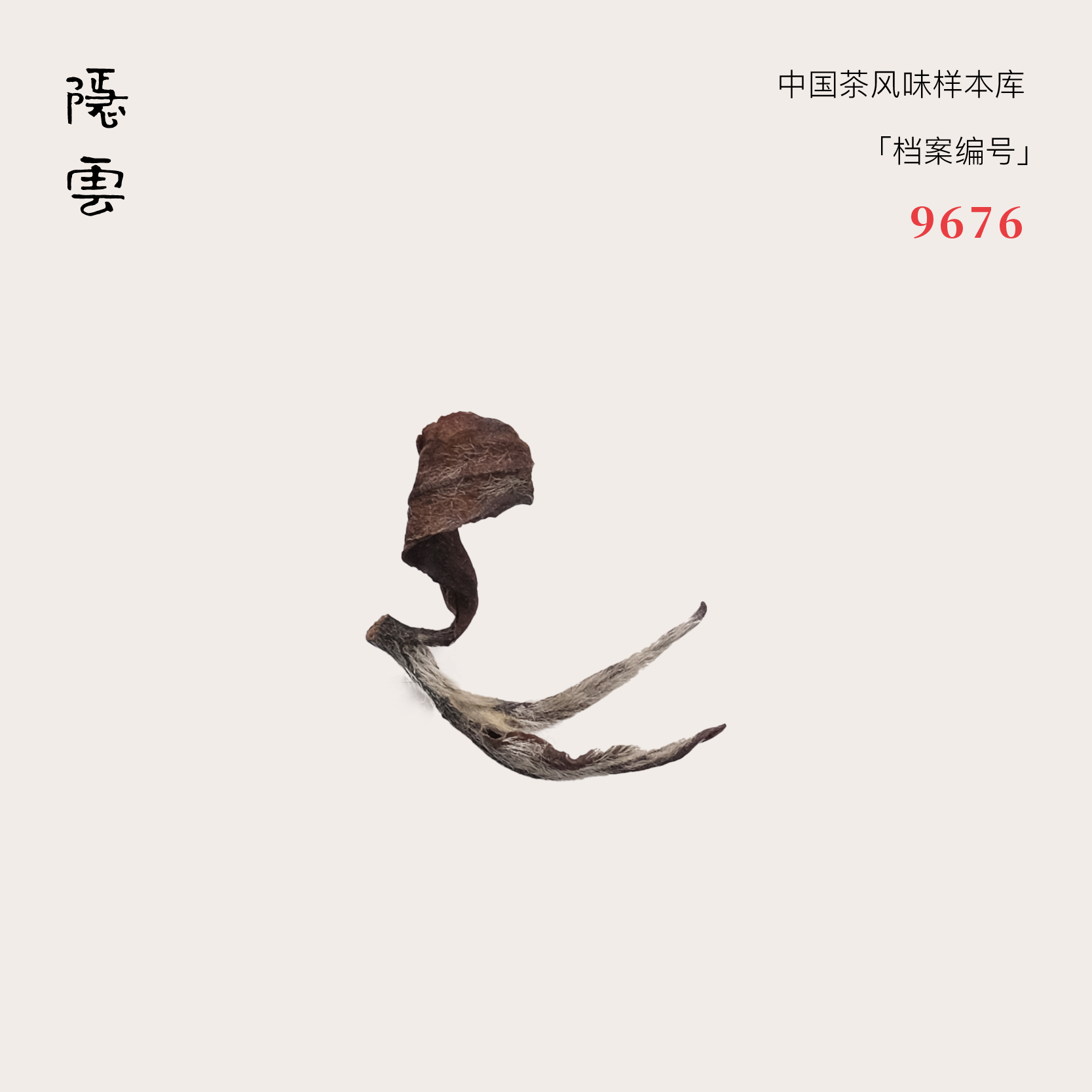 馥时·弥 | 2023东方美人