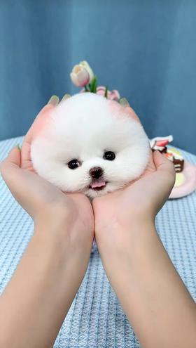 这也太会卖萌了吧