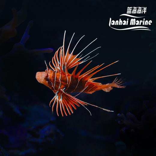 白针狮子 商品图0