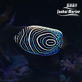 蓝圈