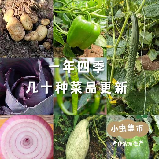 沃野青青生态蔬菜丰产自选包 4斤（1-4种）  | 合作农友生产，产自陕西咸阳，生产者：郑力行*【公平贸易农人定价】 商品图2