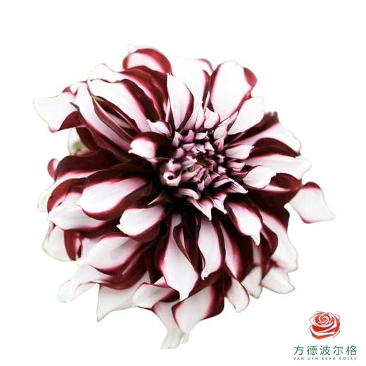 大丽花-格子 4-5枝一扎 商品图0