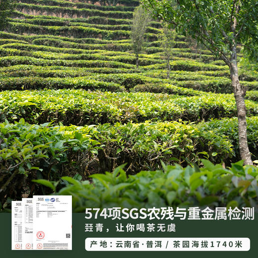 【花香馥郁 甜润味厚 老树滇红更暖心】云南滇红凤凰山70年实生苗老树一芽二叶 100克/盒 商品图3