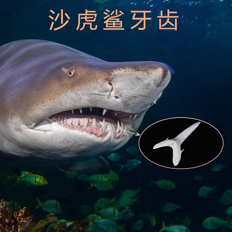 沙虎鲨 鲨鱼牙齿（精选）