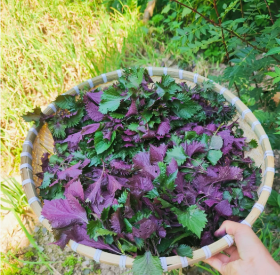 紫苏纯露250ml   1瓶装