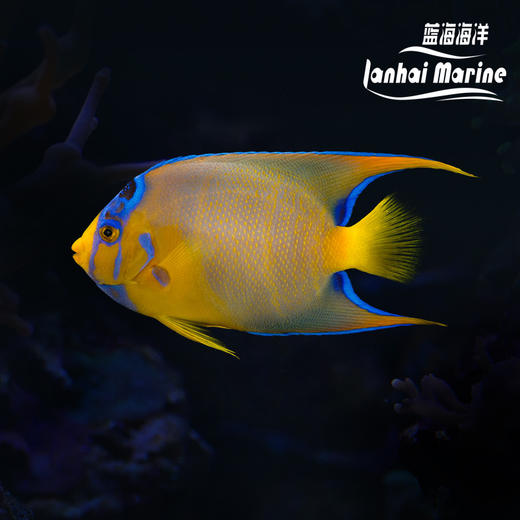 美国女王 商品图0