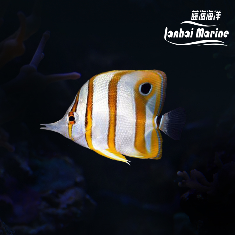 三间火箭（除垃圾葵）