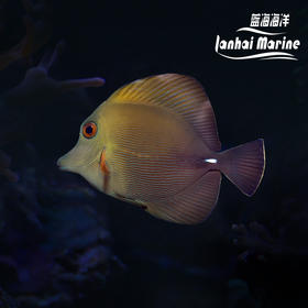 三角吊