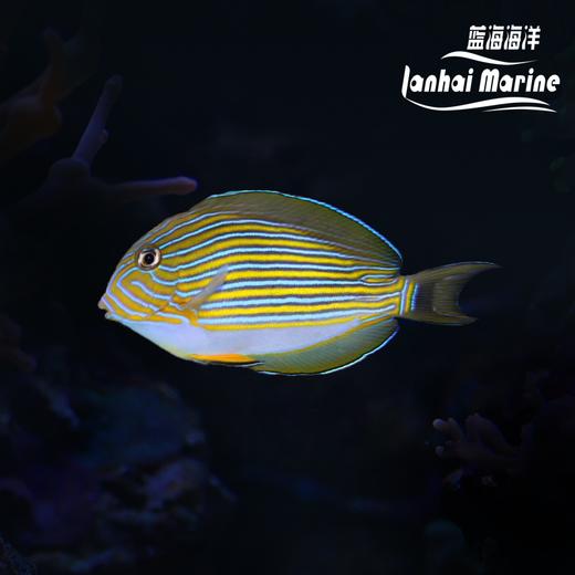 马代纹吊 商品图0