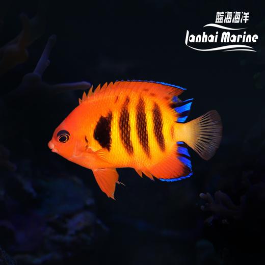 火焰仙 商品图0