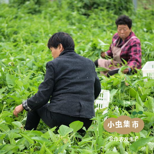 沃野青青生态蔬菜丰产自选包 4斤（1-4种）  | 合作农友生产，产自陕西咸阳，生产者：郑力行*【公平贸易农人定价】 商品图7