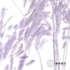 永生花材 | 小盼草香芋紫 商品缩略图4