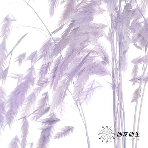 永生花材 | 小盼草香芋紫 商品图4