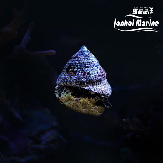 食苔螺/清洁螺 商品图0