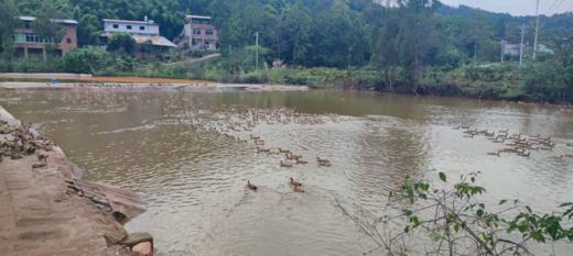 生态鸭子（养殖一年半以上，净重2-2.5斤）【产地直发】@红领农场jn 商品图1