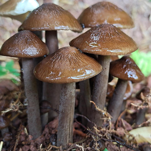 黑皮鸡枞菌 神仙居海拔600多米竹林深处 “人种天养” 自然鲜味 商品图0