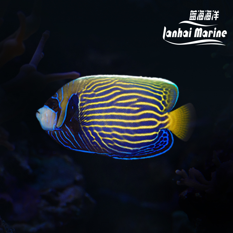 皇后