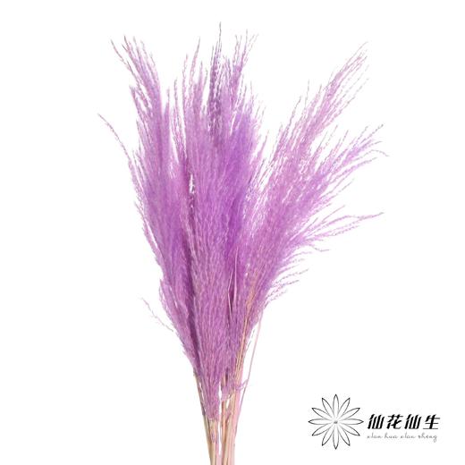 永生花材 | 金丝芦苇紫色 商品图0