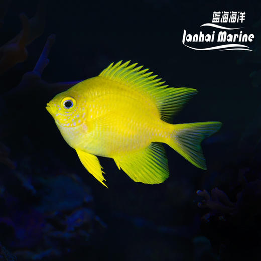 柠檬魔 商品图0